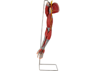 Mô hình giải phẫu người bằng nhựa PVC cánh tay với dây thần kinh mạch chính