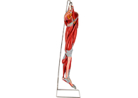 Mô hình giải phẫu cơ bắp chân bằng PVC với các dây thần kinh chính để đào tạo