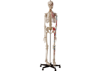 Cao đẳng Giải phẫu Bộ xương người với cơ bắp và dây chằng
