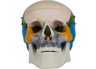 Trường đào tạo mô hình xương sọ người lớn bằng màu PVC giải phẫu