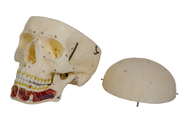 Mô hình Hộp sọ người lớn với Thần kinh và Động mạch để Đào tạo Trường Y