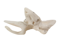 Mô hình xương thái dương giải phẫu người cho đào tạo trường y