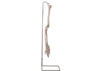 ISO 9001 Giải phẫu học Xương cánh tay người Mô hình 3D cho Giảng dạy Giải phẫu