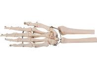 Vật liệu PVC Mô hình xương tay người 3D cho đào tạo y tế