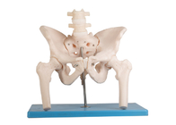 Mô hình giải phẫu người cột sống thắt lưng có chân đế