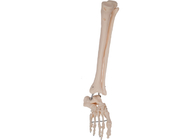 Công cụ đào tạo mô hình giải phẫu chân bằng kim loại PVC ISO 45001