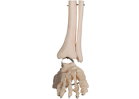 ISO PVC Giải phẫu người Bàn chân Giải phẫu Mô hình Giải phẫu Đường dây sợi