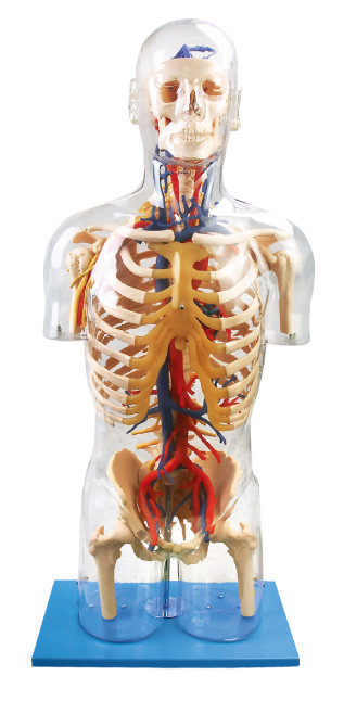 Mô hình Giải phẫu Con người Mô hình chính của giáo dục thần kinh và mạch máu