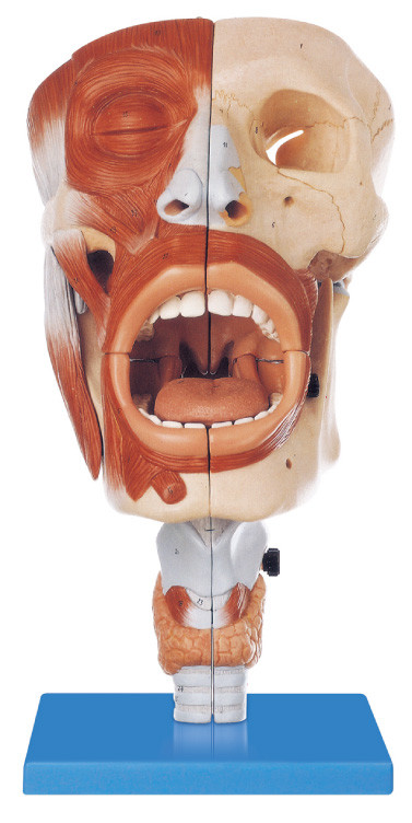 Thân thiện với môi trường PVC Human Anatomy Model Nasal, Oral 113 vị trí hiển thị mô hình đào tạo