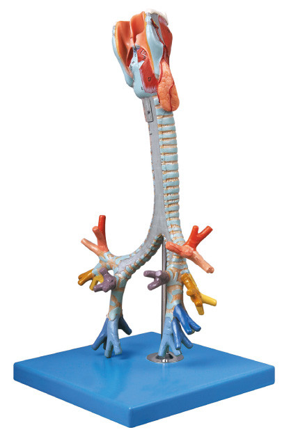 CE được phê duyệt Chất lượng Mô hình giải phẫu Con Trachea, búp bê đào phế quản