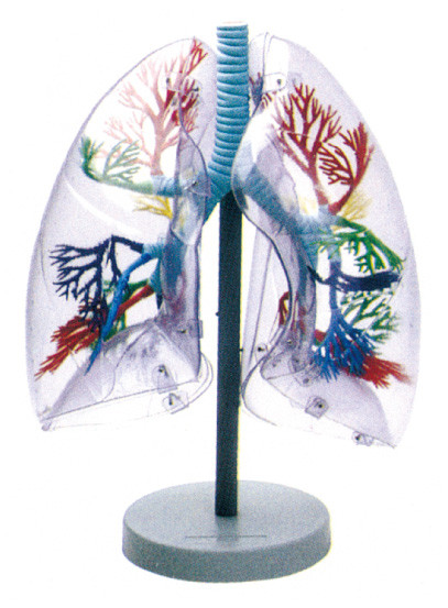 Vật liệu môi trường Human Anatomy Model phổi trong suốt cho giáo dục trường học