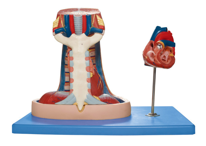 Mediastinum Model ( sternum,thymus, mediastinum ) Human Anatomy Model for Medical training