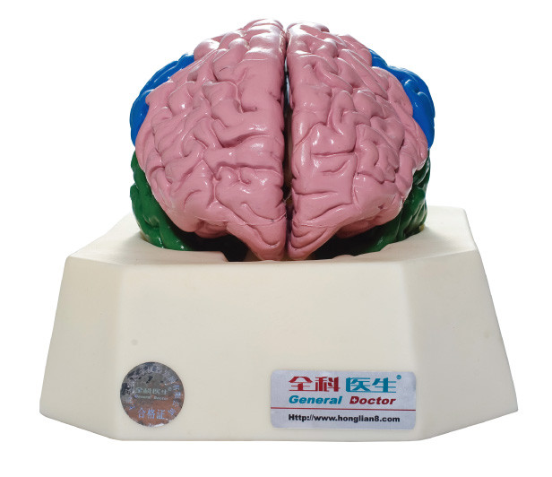 Brain Lobe Anatomyical Simulator for Hospitals , Schools Anatomy Training
