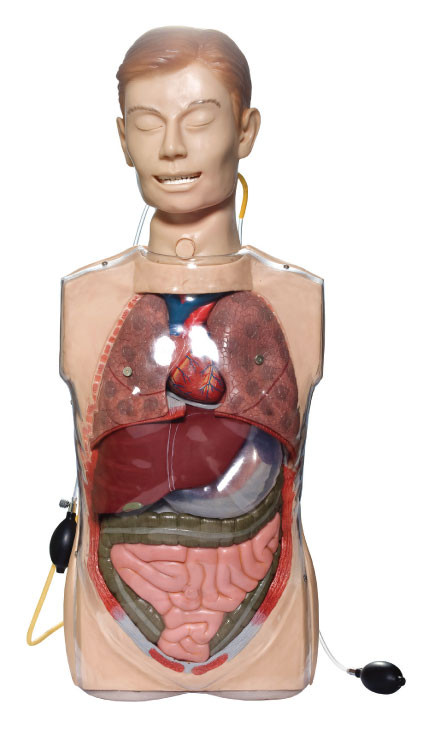 Bộ mô phỏng Lavage dạ dày trong suốt với các cơ quan Anatony để đào tạo lâm sàng