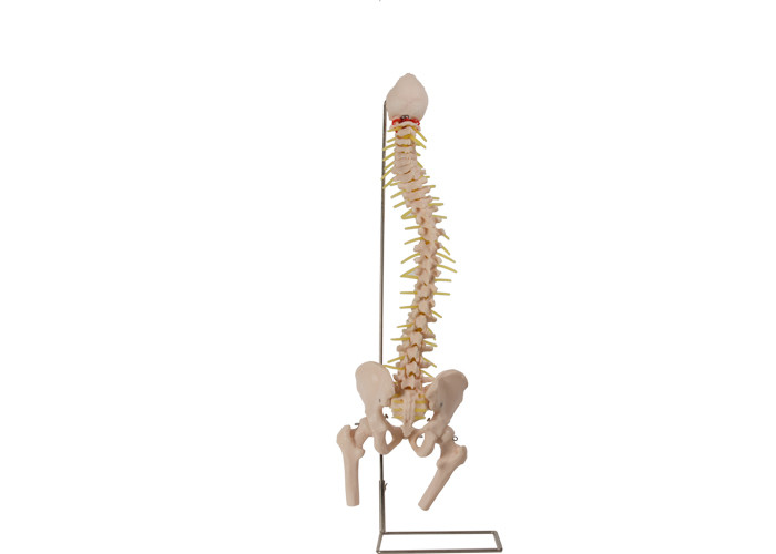 Đầu xương đùi Cột sống PVC Màu da để đào tạo cấu trúc giải phẫu