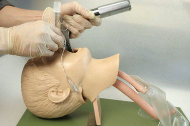 Cấu trúc giải phẫu thực sự với trẻ em dưới miệng, hầu, tracheafor cho Intubation Đào tạo