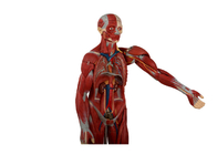 Mô hình giải phẫu cơ thể người với các cơ quan bên trong và cơ thể mở lại để đào tạo