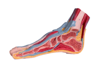 Mô hình giải phẫu chân trung bình phần Sagittal PVC với mạch cơ