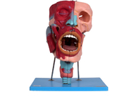 Mô hình đầu giải phẫu của con người với các thành phần ở mũi miệng Pharynx thanh quản