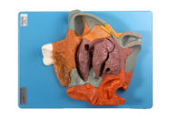 Phần khoang mũi của mô hình giải phẫu người trung bình Sagittal dành cho đào tạo phóng đại