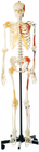 Khuyến mãi Bộ xương người với cơ bắp được sơn một bên Mô hình giải phẫu người