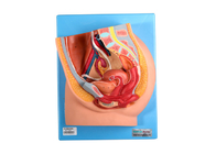 Mô hình xương chậu nữ PVC với cơ quan sinh dục dành cho đào tạo trường y