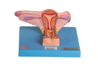 Mô hình cơ quan sinh dục nữ bên trong cho thấy phần vành của buồng trứng và niệu quản