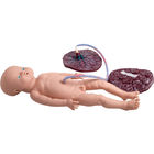 Chuyển phát y tế Mô hình giáo dục sinh con thực tế mô phỏng sinh con