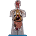Mô hình giải phẫu con người bằng sơn PVC thực tế với các cơ quan bên trong