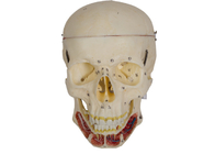 Mô hình Hộp sọ người lớn với Thần kinh và Động mạch để Đào tạo Trường Y