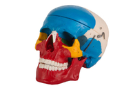 Màu xanh đỏ Màu vẽ bằng nhựa Hộp sọ giải phẫu cho đào tạo trường y