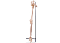 Mô hình xương hông chi dưới PVC 3D cho đào tạo y tế