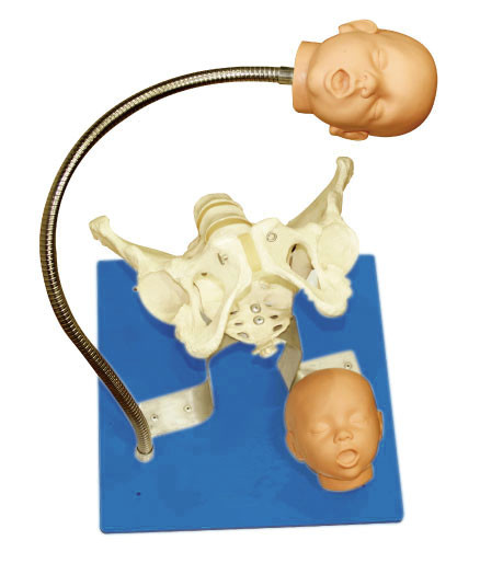 Phê duyệt CE Phụ khoa Mô phỏng với khung xương sống của thai nhi cho công cụ giáo dục