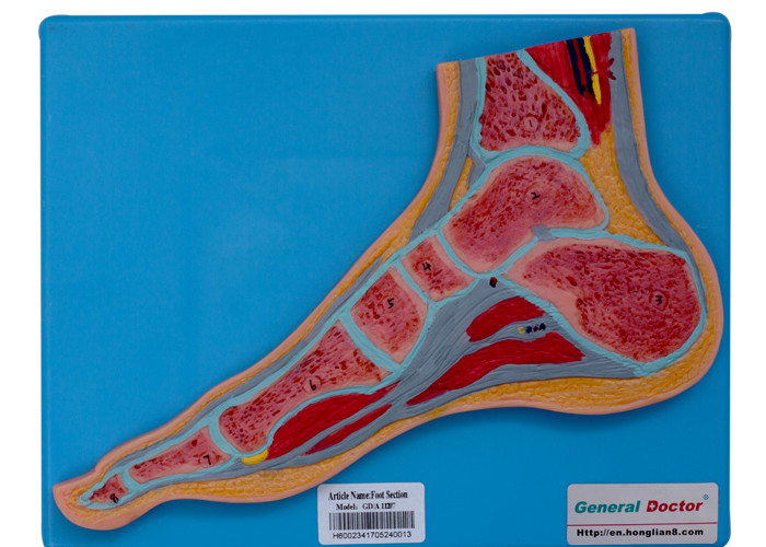 Mô hình giải phẫu bộ phận bàn chân người có giá đỡ cho đào tạo tại trường học