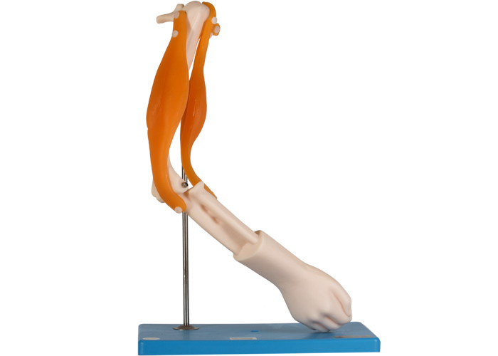 Mô hình khớp khuỷu tay giải phẫu với các cơ chức năng để đào tạo ở trường