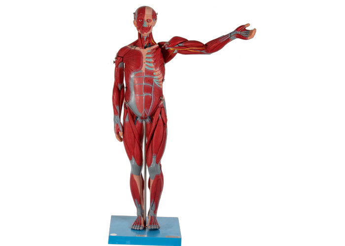 Mô hình cơ giải phẫu nam nặng và cao với các cơ quan bên trong