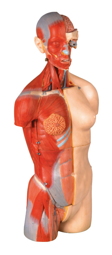 32 bộ phận đôi tình dục Bộ ngực Mô hình giải phẫu người 85cm Đùi bên trong với lưng mở