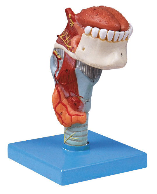 Nhà máy sản xuất ISo Mô hình giải phẫu người Mô hình thanh quản với mô ngực, răng mô hình của con người