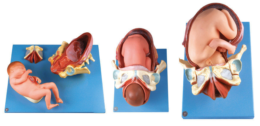 Demenstration Childbirth Model / Human Anatomy Model Shows the Delivery Procedure