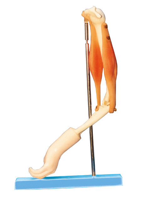 Elbow Joint with Functional arm muscle model , Human Anatomy model for training