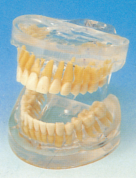 Transparent Adult Human Teeth Model for Hospitals , Schools , Colleges Training