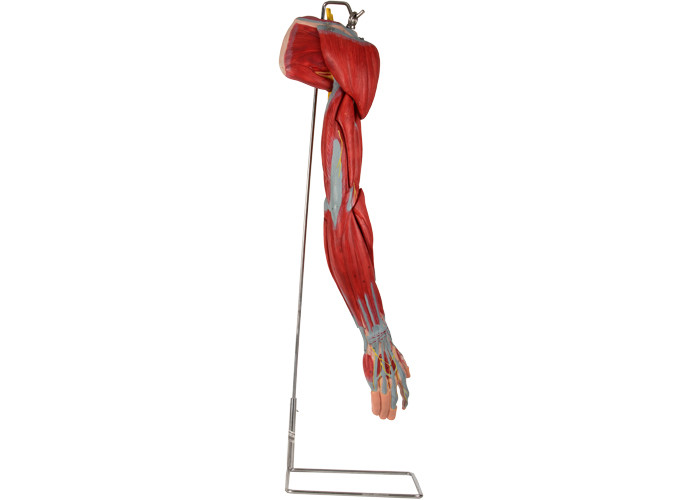 Mô hình giải phẫu người bằng nhựa PVC cánh tay với dây thần kinh mạch chính