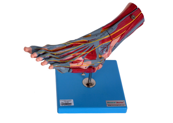 Cơ bắp chân Mô hình giải phẫu người với mạch máu dây thần kinh