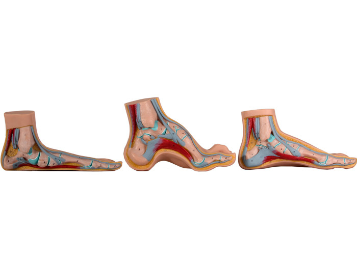 Mẫu bàn chân giải phẫu bình thường / phẳng / cong để đào tạo y tế
