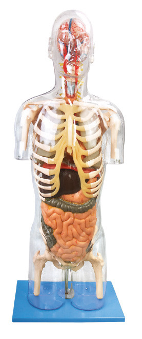 Mô hình Anatomi Nhân tạo Transparent Troso Nâng cao công cụ giáo dục PVC để đào tạo