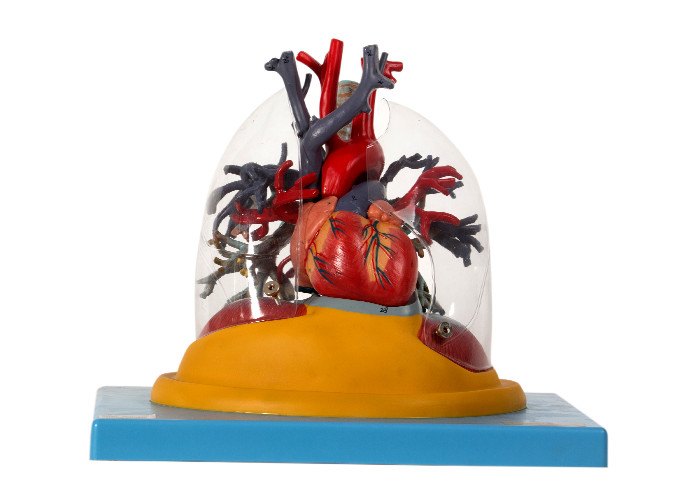 Mô hình giải phẫu người Cây phổi trong suốt, khí quản và phế quản có trái tim