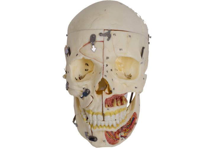 Mô hình giải phẫu hộp sọ màu da PVC với mạch máu Nervi