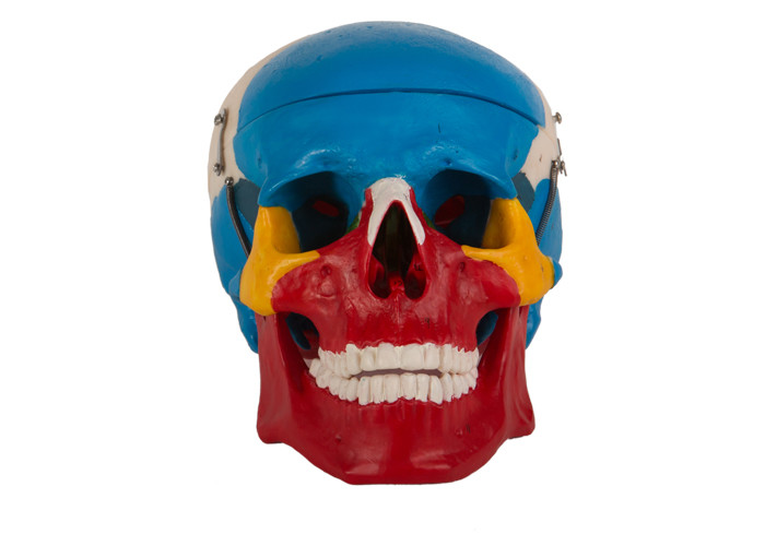 Màu xanh đỏ Màu vẽ bằng nhựa Hộp sọ giải phẫu cho đào tạo trường y