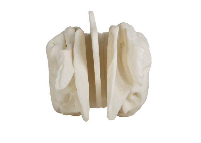 Mô hình xương Ethmoid khuếch đại giải phẫu để đào tạo y tế