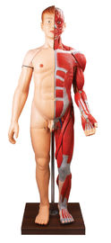 28 bộ phận cơ thể con người Con người mô hình giải phẫu tay màu sơn